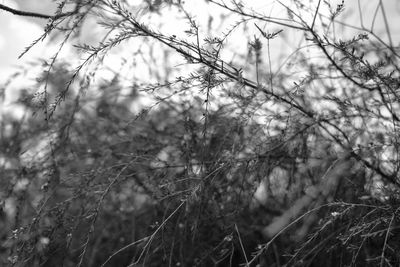 Close-up of plants growing on field