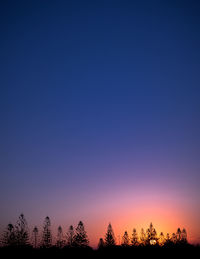 Low angle view of trees against clear sky