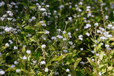 Close-up of white flowering plants on field