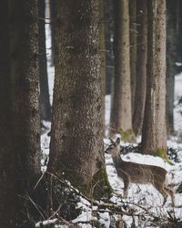 Trees in forest