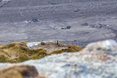 View of lizard on rock