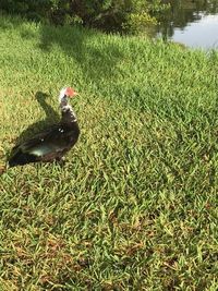 High angle view of a bird on field