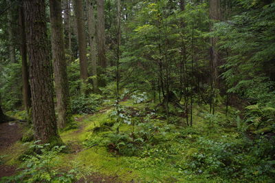 Trees in forest