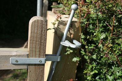 Close-up of wooden plant