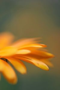 Close-up of flower