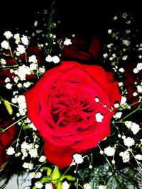 Close-up of red flowers