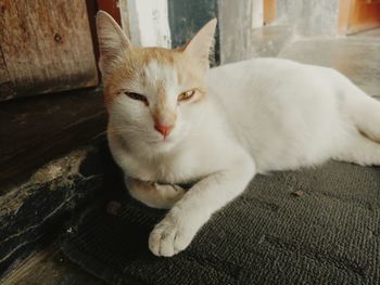 Cat resting on bed