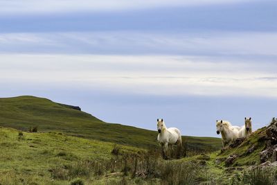 Sheep standing on field against sky