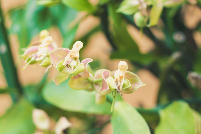 Close-up of flowering plant