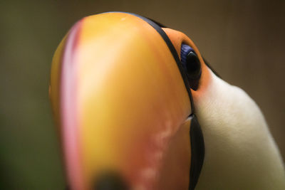 Close-up of a bird