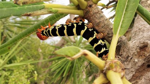 Close-up of insect on plant