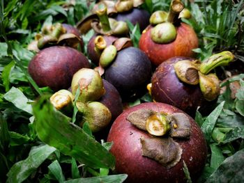 Close-up of apples on field