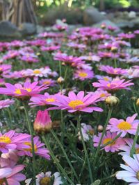 Close-up of purple flowers blooming in field