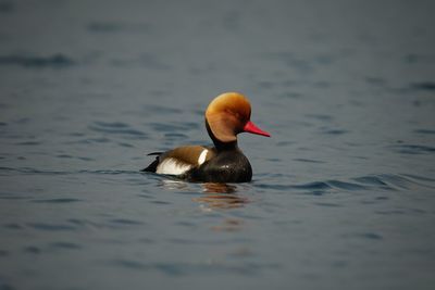 Duck swimming in lake