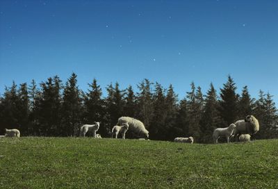 Sheep grazing on grassy field