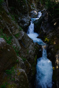 River flowing through forest