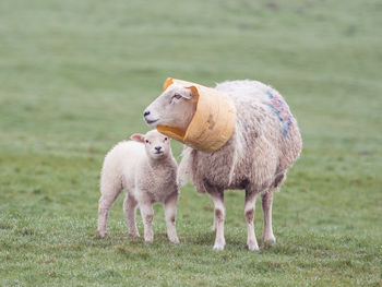 Sheep in a farm