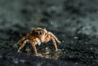 Close-up of spider