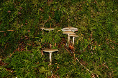 High angle view of mushroom growing on field