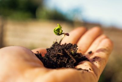 Hand holding plant soil with green sprout. earth day theme. extreme close up.