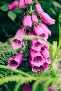 Close-up of pink flowers on field