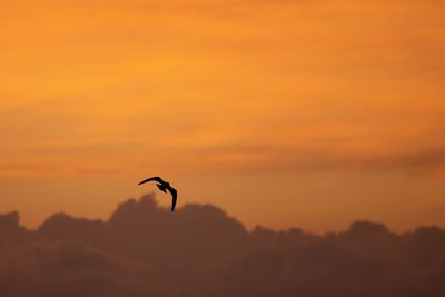 Silhouette bird flying against orange sky