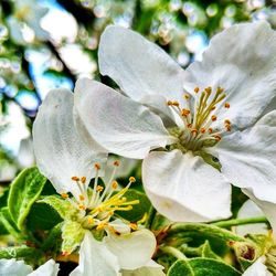 Close-up of white flowering plant