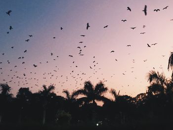 Silhouette birds flying in the sky