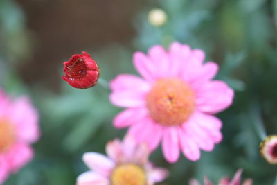 Close-up of pink flowering plant