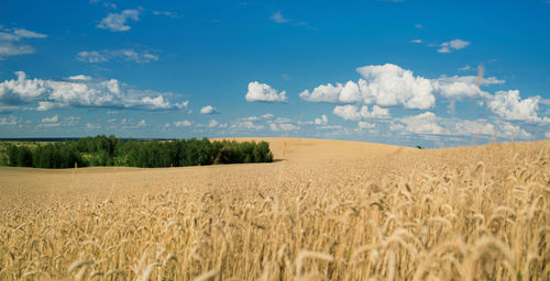 Scenic view of wheat field against sky