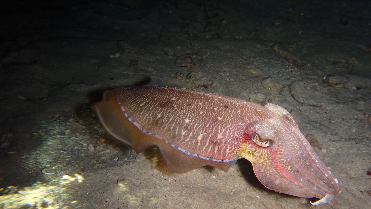 HIGH ANGLE VIEW OF FISH UNDERWATER