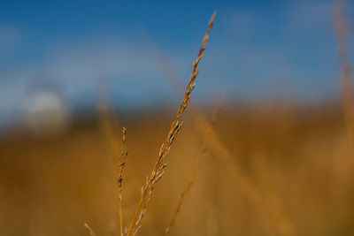 Close-up of stalks against blurred background