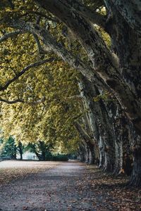 Road amidst trees in forest