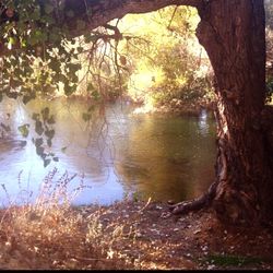 Reflection of trees in water