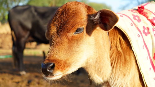 Cow calf face , selective focus. close up view of a cow calf enjoying outdoors at the farm.