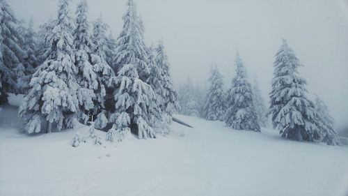 Snow covered trees in forest against sky