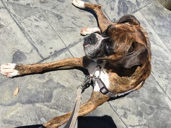 High angle view of dog relaxing on street