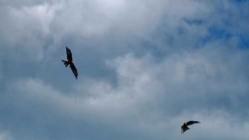 Low angle view of bird flying