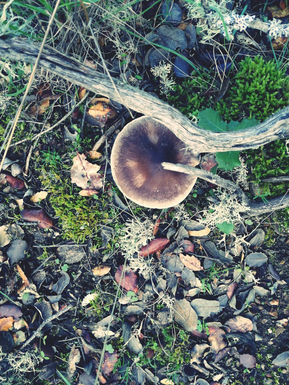 HIGH ANGLE VIEW OF MUSHROOMS ON FIELD