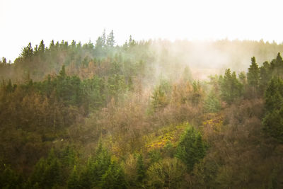 Scenic view of trees on field against sky