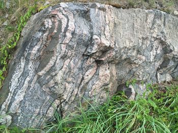 Close-up of tree trunk