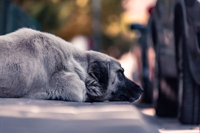 Close-up of a dog sleeping