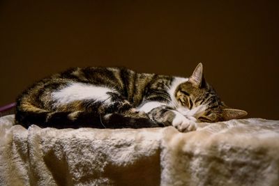 Close-up of a cat resting