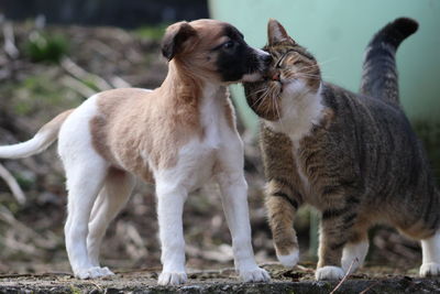 View of dog and cat on field