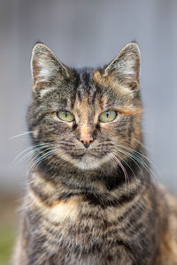 Close-up portrait of cat