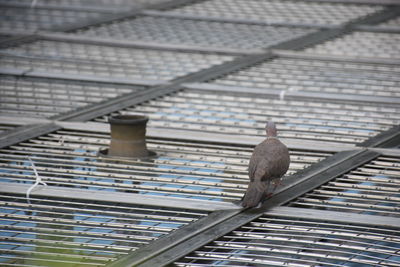 Close-up of bird perching outdoors