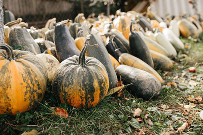 Pumpkins on field