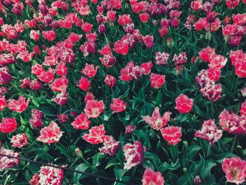 High angle view of pink flowering plants