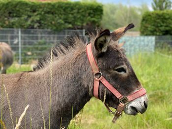 Close-up of a horse on field