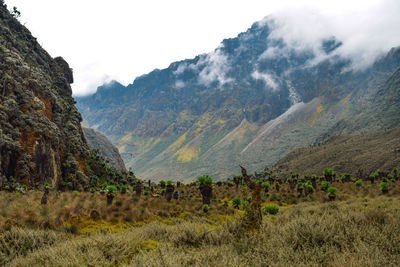 Scenic view of a valley against the background of mount baker, rwenzori mountains, uganda